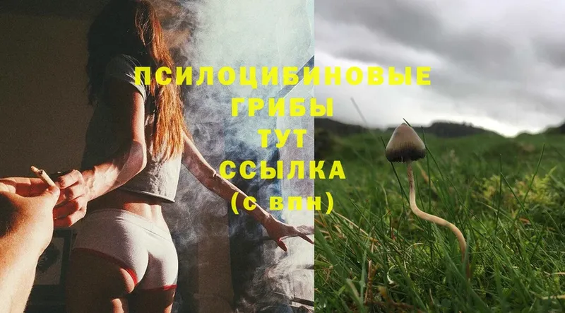 Галлюциногенные грибы Psilocybe  Красноуральск 